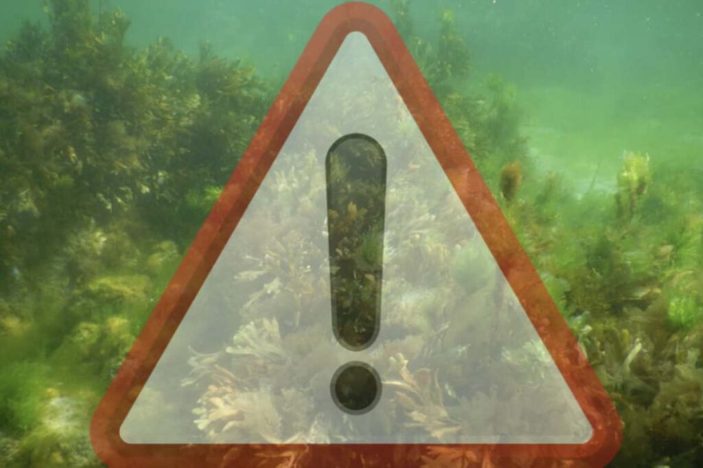 Le condizioni climatiche favorevoli, come le elevate temperature estive e il mare calmo, hanno favorito la proliferazione di questa microalga,