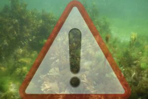 Le condizioni climatiche favorevoli, come le elevate temperature estive e il mare calmo, hanno favorito la proliferazione di questa microalga,