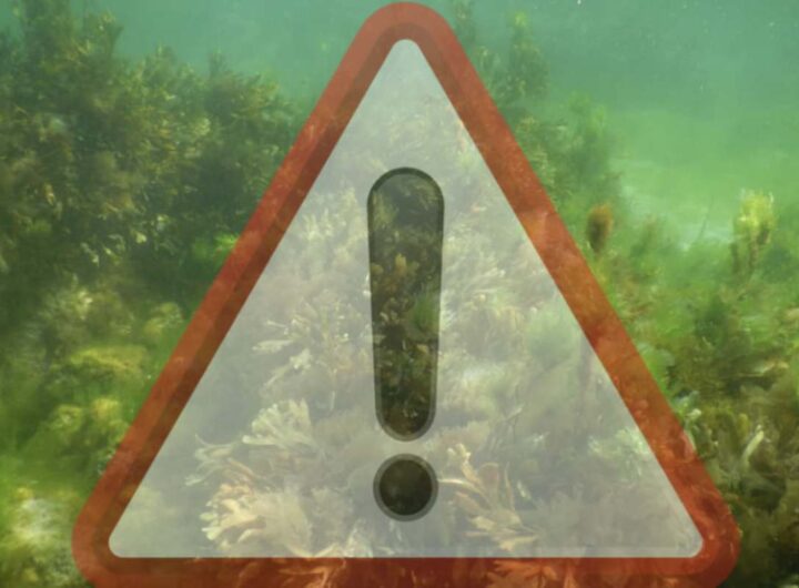 Le condizioni climatiche favorevoli, come le elevate temperature estive e il mare calmo, hanno favorito la proliferazione di questa microalga,