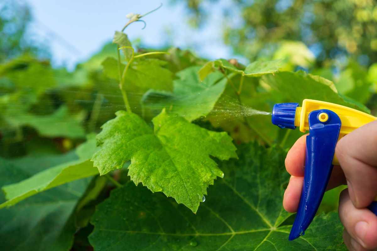erbicida killer: il glifosfato fa venire il cancro